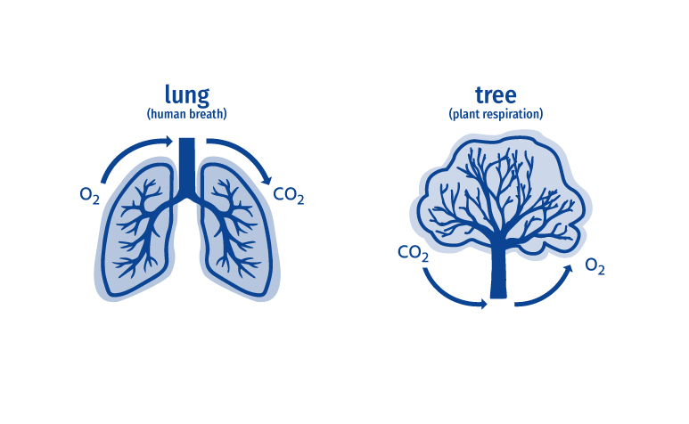 COMPLEMENTARY BREATH <br><br>
Trees take carbon dioxide out of the air and produce oxygen vital for human respiration. 
Next to this supplementary process, they purify and clean the air by filtering and removing hazardous substances.