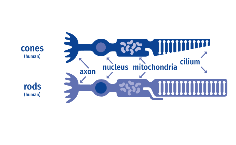 HUMAN VISION  <br><br>
    Comparable to five receptors of human beings,
concentrated in cones (→ 6 million) and rods (→ 120 million)
of the eye’s retina, plants dispose of eleven. Those are overally located in
leaves, stem, tendrils, shoots, and wood.