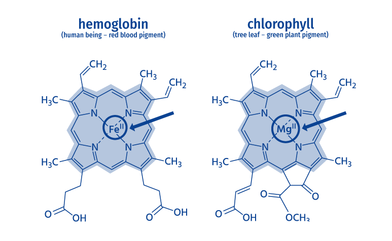MOLECULAR SIMILARITIES <br><br>
    On a microscopic level, the human red blood pigment hemoglobin
strongly relates with chlorophyll and differentiates on a molecular
basis mainly through the inner arrangement of benzene rings.