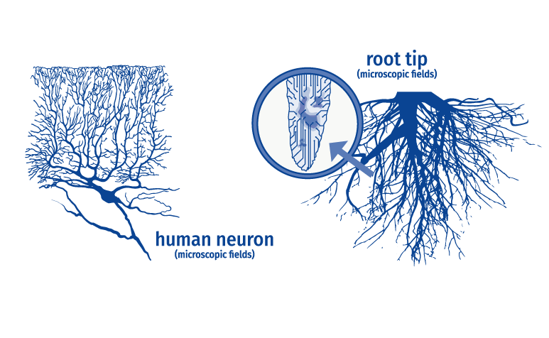 INTELLIGENT ROOTS <br><br>
Next to touch receptors on the root top, a trees root system is shaped by action potentials and highly active zones, 
that constantly create and strengthen new connections. Available actin filaments (→ transport
proteins) and neurotransmitter shows microscopic cell similarities to synapses
and neuronal networks in the human brain. Those allow intracellular communication, 
information exchange and collaborative interaction (wood wide web).