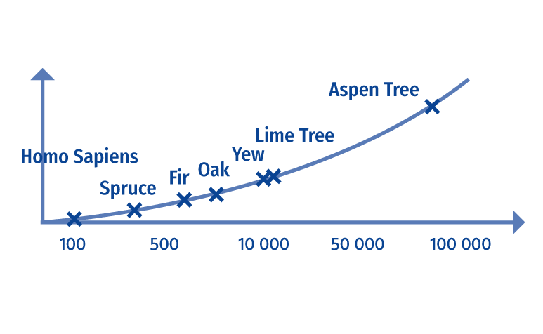 DIMENSION OF TIME <br><br>
Trees have a different vital rhythm, speed, and temporal
scale, wherefore they are perceived as visually immovable, still or low reactionary.
While humans live 80-100 years only, some trees are able to age up to incredible 80 000 years.